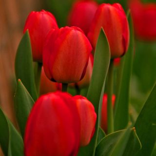 Tulipan czerwony - Red - duża paczka! - 50 szt.