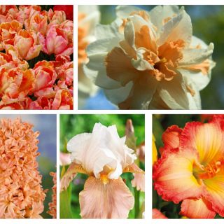 Zestaw kwiatów w kolorze łososiowym - 5 gatunków