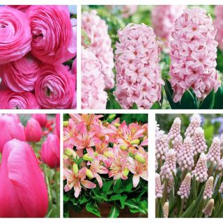 Zestaw kwiatów w kolorze różowym - 5 gatunków