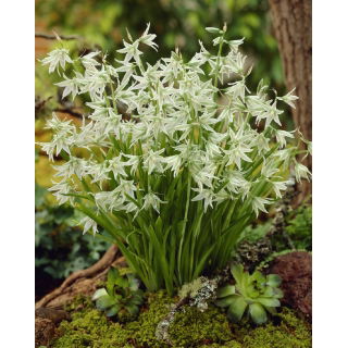 Śniedek zwisły - Ornithogalum nutans - 10 szt.