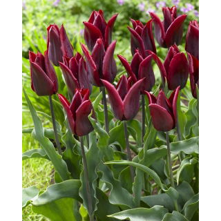 Tulipan Lasting Love - opak. 5 szt.