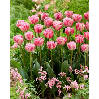 Tulipan Vogue - opak. 5 szt.