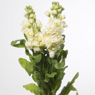 Lewkonia letnia Excelsior Yellow Goddess