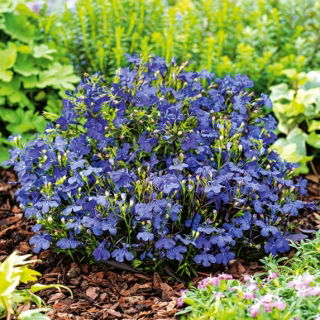 Lobelia przylądkowa niebieska - Stroiczka