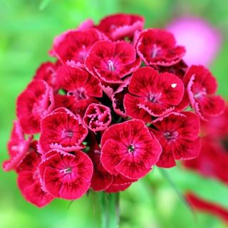 Goździk brodaty Scarlet Beauty - szkarłatny