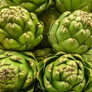Karczoch Gros Vert de Laon