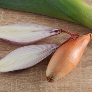 Cebula Sopelek - odmiana o podłużnym kształcie