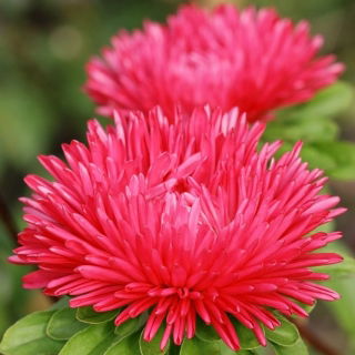 Aster igiełkowy Esmeralda - czerwony