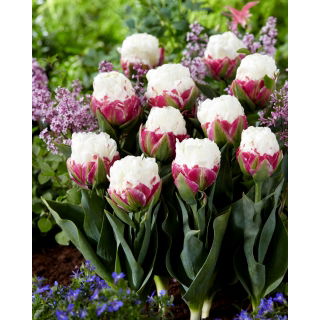 Tulipan Ice Cream - lodowy - 5 szt.