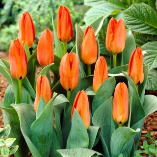 Tulipan niski pomarańczowy - Greigii orange - 5 szt.
