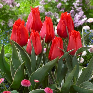 Tulipan niski czerwony - Greigii red - 5 szt.