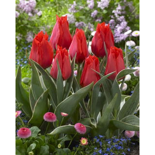 Tulipan niski czerwony - Greigii red - 5 szt.