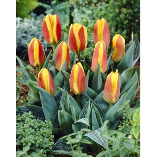 Tulipan niski czerwono-żółty - Greigii red-yellow - 5 szt.
