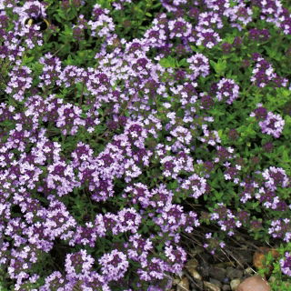 Macierzanka piaskowa