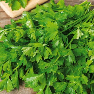 Seler liściowy Jemny - duża zawartość olejków aromatycznych, szybko odrasta po ścięciu