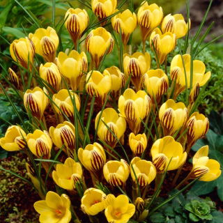 Krokus Gipsy Girl - 10 szt.