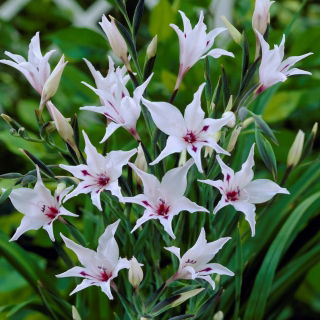 Mieczyk, Gladiolus carneus - 5 szt.