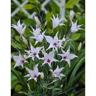 Mieczyk, Gladiolus carneus - 5 szt.