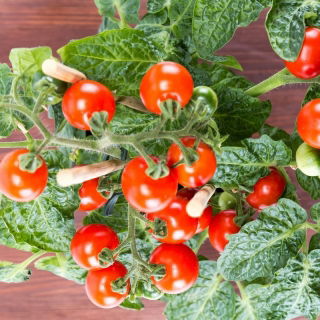 Mini ogród - Pomidor typu cherry - czerwony - do uprawy na balkonach i tarasach