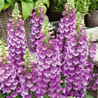 Naparstnica purpurowa - fioletowa - setki dzwonków na jednym pędzie!