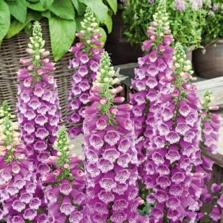 Naparstnica purpurowa - fioletowa - setki dzwonków na jednym pędzie!