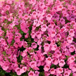 Diaskia Pink Queen