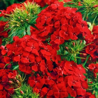 Goździk brodaty Scarlet Beauty - szkarłatny