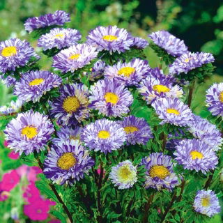 Aster karłowy Ribbon Blue - niebieski