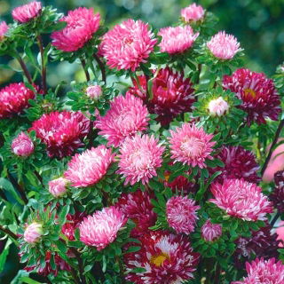 Aster karłowy Ribbon Red - czerwony