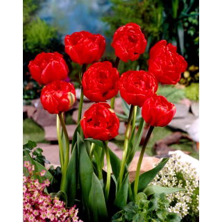 Tulipan Miranda - opak. 5 szt.