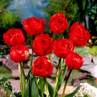 Tulipan Miranda - opak. 5 szt.