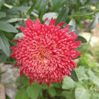 Aster książęcy - czerwony