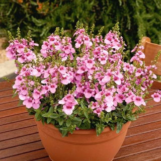 Diaskia Pink Queen