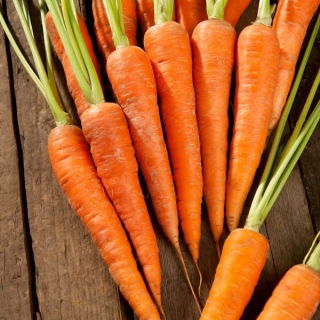 Marchew Rubrovitamina - średniowczesna, typ karotka, szczególnie polecana na soki