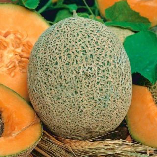 Melon Emir F1