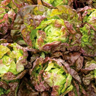 Sałata Mira - głowiasta, masłowa, czerwona