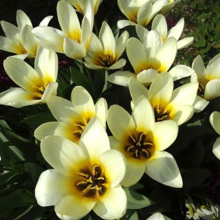 Tulipan niski - Concerto - 5 szt.