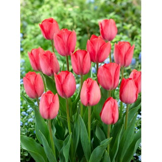 Tulipan Van Eijk - 5 szt.