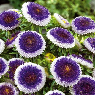 Aster - Blue Moon