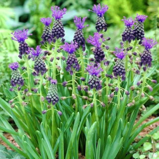 Szafirek miękkolistny - Muscari Comosum - duża paczka! - 50 szt.