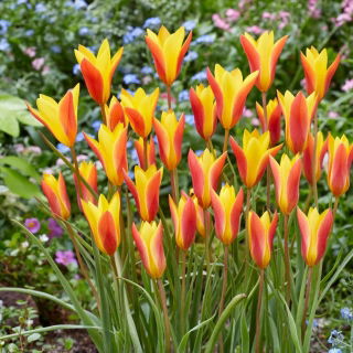 Tulipan Chrysantha - opak. 5 szt.