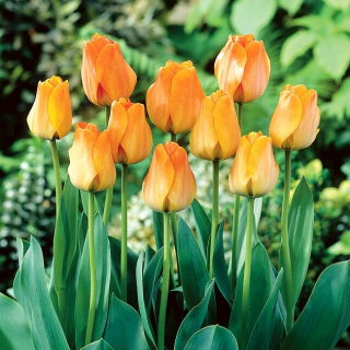 Tulipan Daydream - opak. 5 szt.