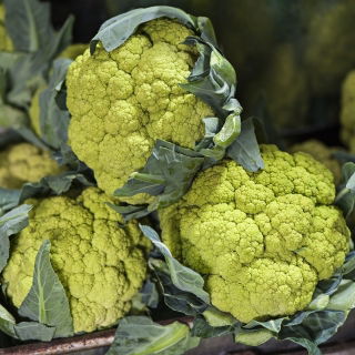Kalafior Verde di Macerata - o róży zielonej
