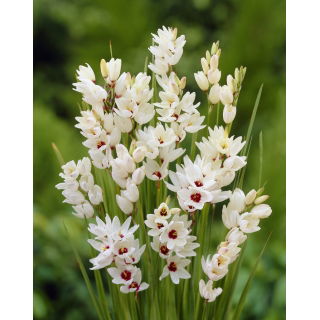 Ixia - Iksja Giant - duża paczka! - 150 szt.