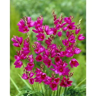 Ixia - Iksja Mabel - duża paczka! - 150 szt.