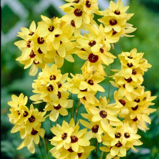 Ixia - Iksja Yellow Emperor - duża paczka! - 150 szt.