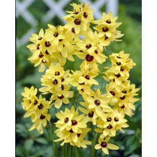 Ixia - Iksja Yellow Emperor - duża paczka! - 150 szt.