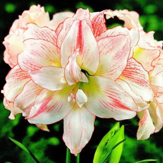 Hipeastrum - Amarylis - Aphrodite
