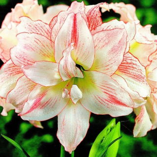 Hipeastrum - Amarylis - Aphrodite