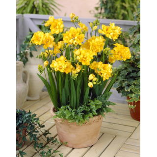 Frezja pełna żółta - Yellow - duża paczka! - 100 szt.